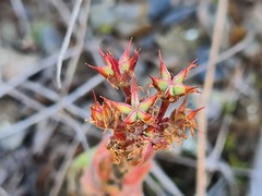 Prometheum sempervivoides