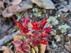 Prometheum sempervivoides