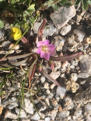 Lewisia pygmaea