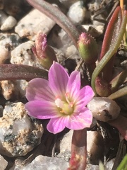 Lewisia pygmaea