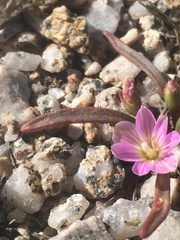 Lewisia pygmaea