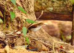 Pellorneum rostratum