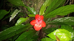 Nautilocalyx erytranthus