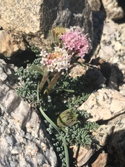 Chaenactis douglasii alpina