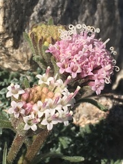 Chaenactis douglasii alpina