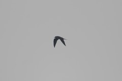 Stercorarius longicaudus