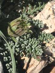 Chaenactis douglasii alpina