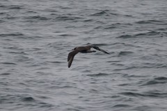 Stercorarius pomarinus