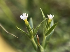 Epilobium minutum