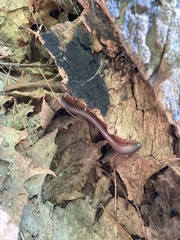 Narceus americanus