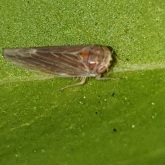 Idiodonus cruentatus