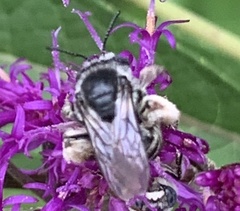 Melissodes denticulatus