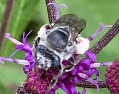 Melissodes denticulatus