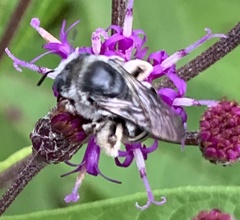 Melissodes denticulatus