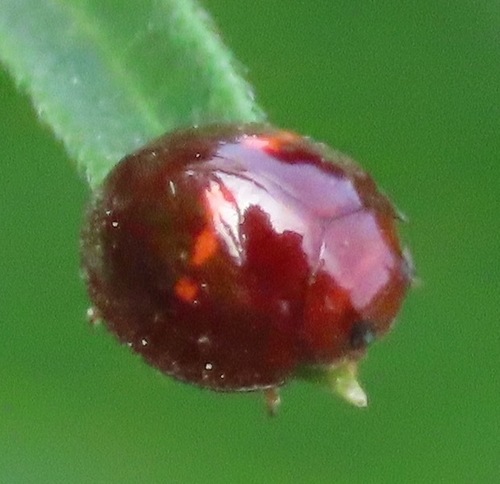 Heather Ladybird