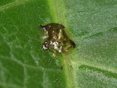 Helocassis testudinaria