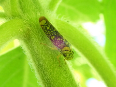 Aulacizes conspersa