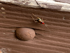 Phyllopalpus pulchellus