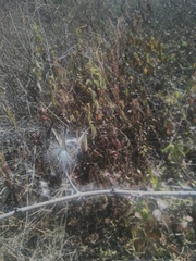 Peterodendron ovatum