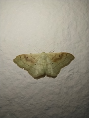 Idaea rubraria