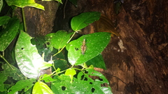 Xiphiola cyanoptera