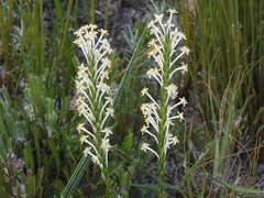 Struthiola confusa