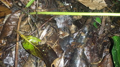 Leptodactylus wagneri