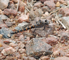 Williamsonia lintneri