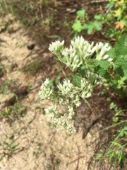 Eupatorium rotundifolium