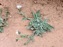 Centaurea cheiranthifolia