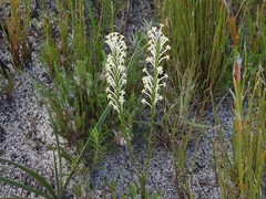 Struthiola confusa
