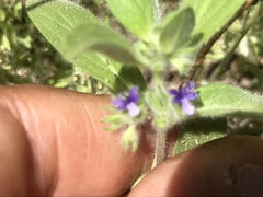 Trichostema oblongum