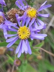 Aster amellus