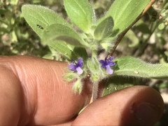 Trichostema oblongum