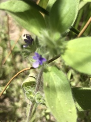 Trichostema oblongum