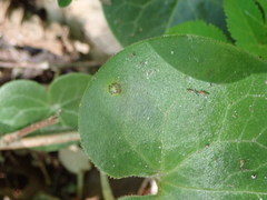 Puccinia asarina