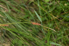 Carex binervis