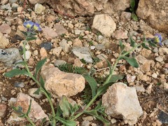 Nonea versicolor