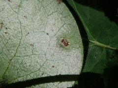 Puccinia asarina