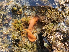 Timarete luxuriosa