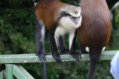 Mona Monkey photo 2