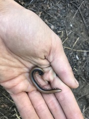 Californiulus