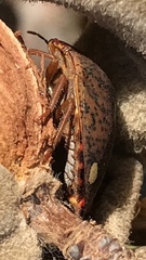 Solenosthedium bilunatum