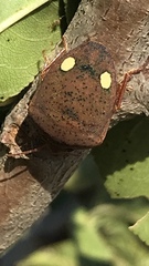 Solenosthedium bilunatum