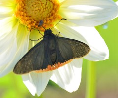 Chalypyge chalybea chalybea