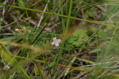 Epilobium palustre