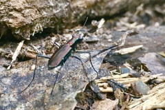 Odontocheila