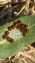 Solenosthedium bilunatum