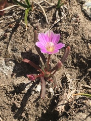 Lewisia pygmaea
