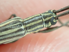 Hippopsis